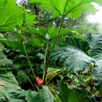 Aufs Paradies pfeifen!