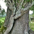 Ein Gespräch über Bäume