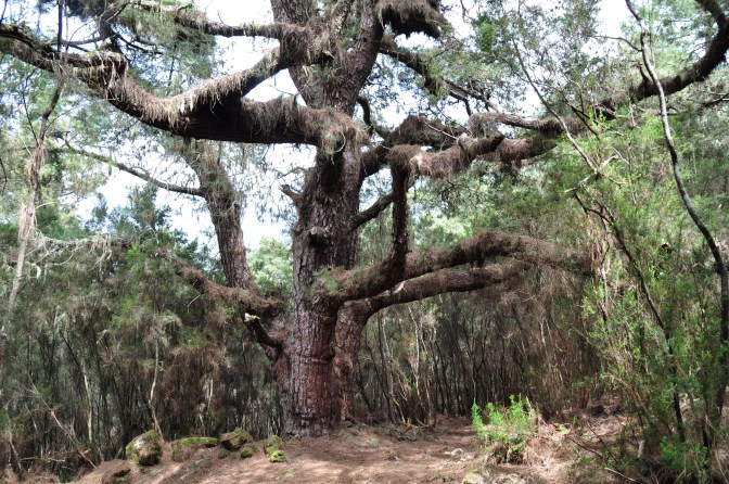 Tenerifa(H) 168.jpgA