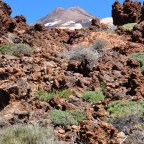 Teneriffa (1):  Humboldt’s  Woche auf Teneriffa