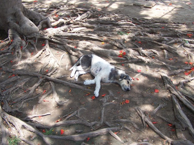 bangkok2007_ayutaya-046