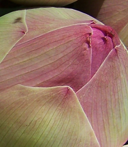 bangkok2007_ayutaya-056ab